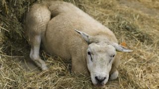 Un animal doit présenter au minimum deux signes cliniques pour faire l'objet d'une visite vétérinaire de suspicion de FCO. Un animal doit présenter au minimum deux signes cliniques pour faire l'objet d'une visite vétérinaire de suspicion de FCO.